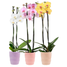 Phalaenopsis in sierpot